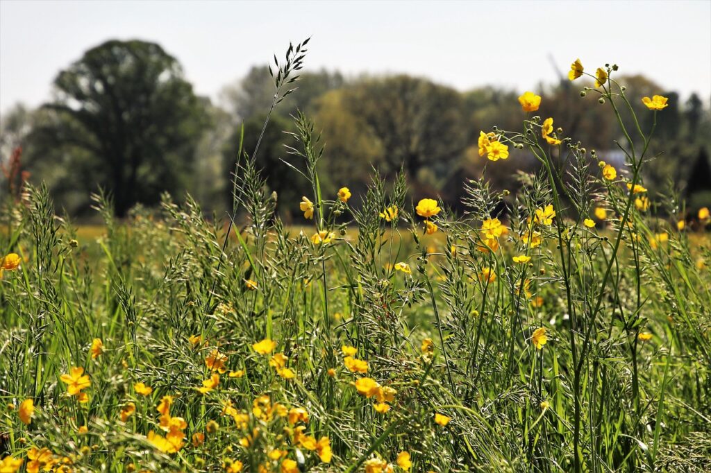 nature, meadow, field-3348275.jpg